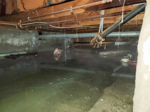 Best Flood restoration services  in Milan, TN