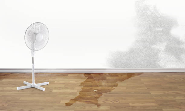 Best Water damage restoration near me  in Milan, TN
