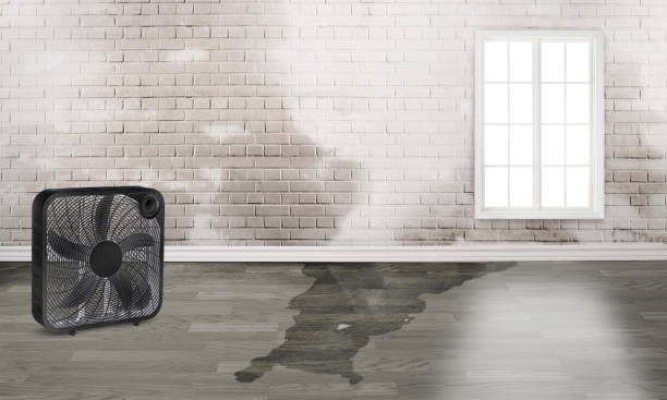 Best Water damage contractors near me  in Milan, TN
