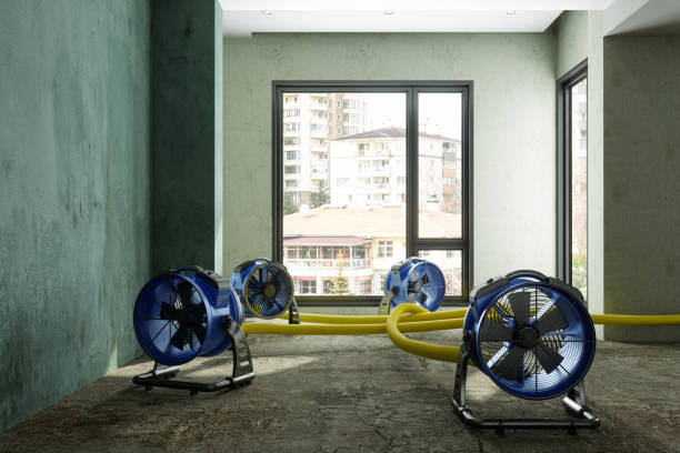 Best Mold removal after water damage  in Milan, TN
